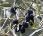 Черный оливковая ветвь